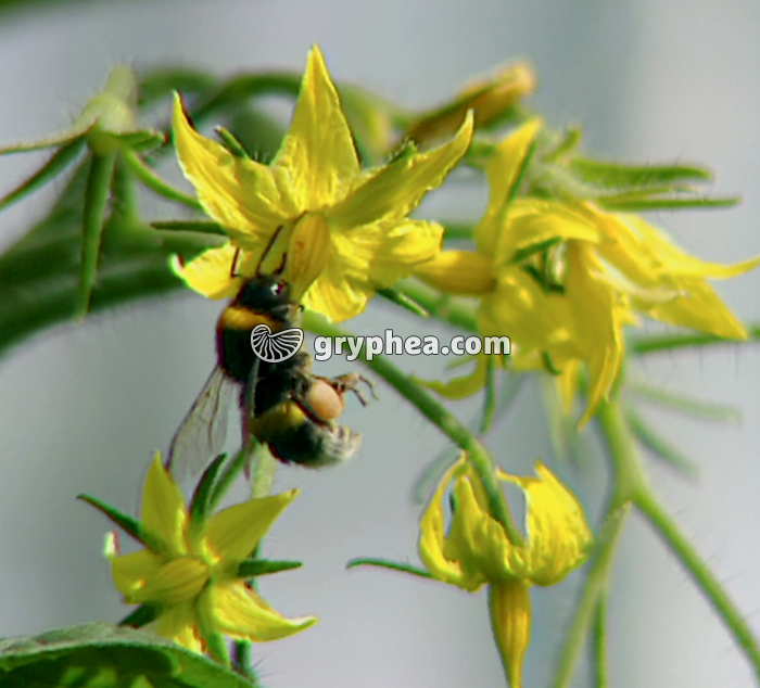 Pollinisation de la fleur de tomate - gryphea.com